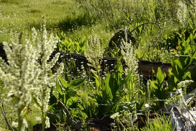 DSC_3527 (Large).JPG